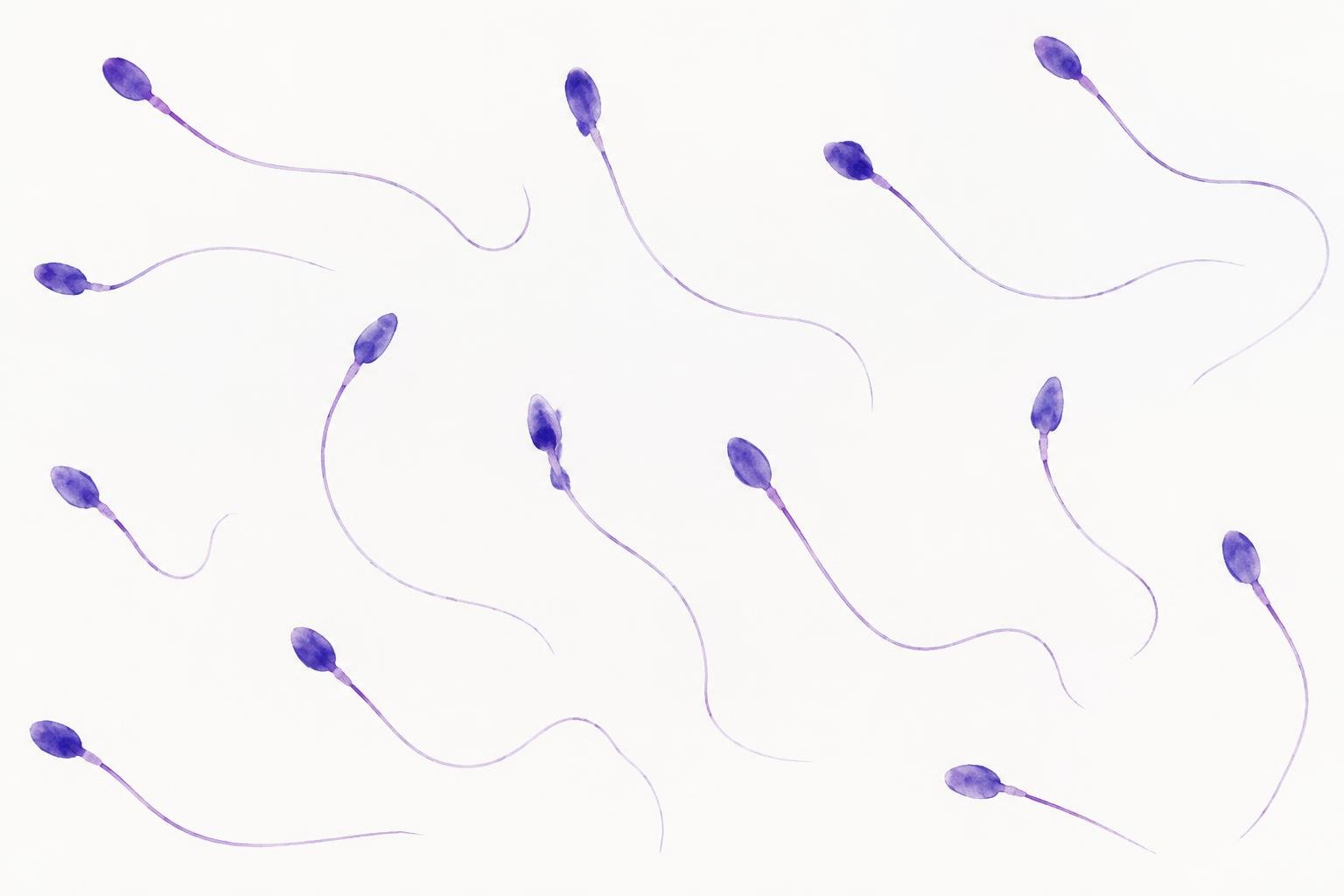 Illustration de spermatozoïdes sur frottis coloré, inspirée de la microscopie optique ; image illustrative, non prélèvement de patient et non support diagnostique.