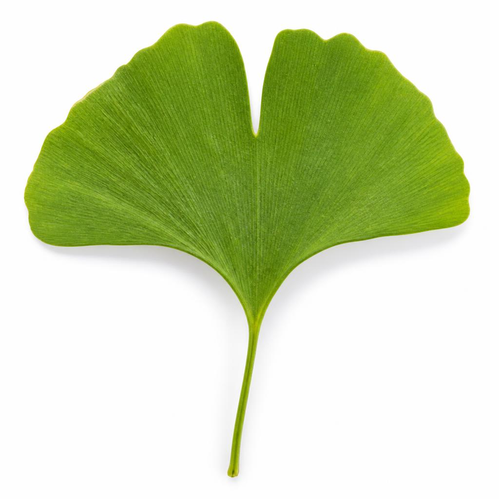 Feuille de Ginkgo biloba