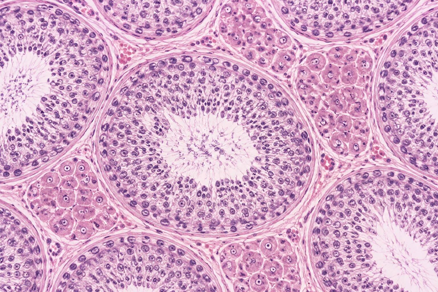 Coupe histologique de testicule humain colorée à l'hématoxyline-éosine, vue au microscope : tubes séminifères en coupe transversale avec leurs couches de cellules germinales, et amas de cellules de Leydig entre les tubes.