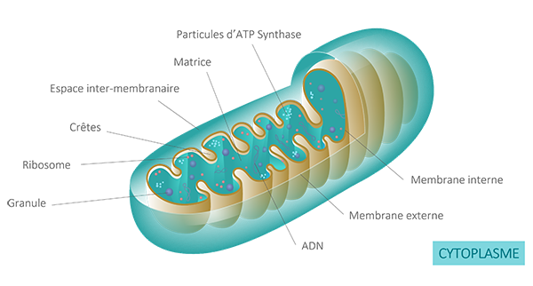 Mitochondrie — anatomie fonctionnelle : double membrane, crêtes, matrice, ADN mitochondrial, particules d'ATP synthase, ribosomes