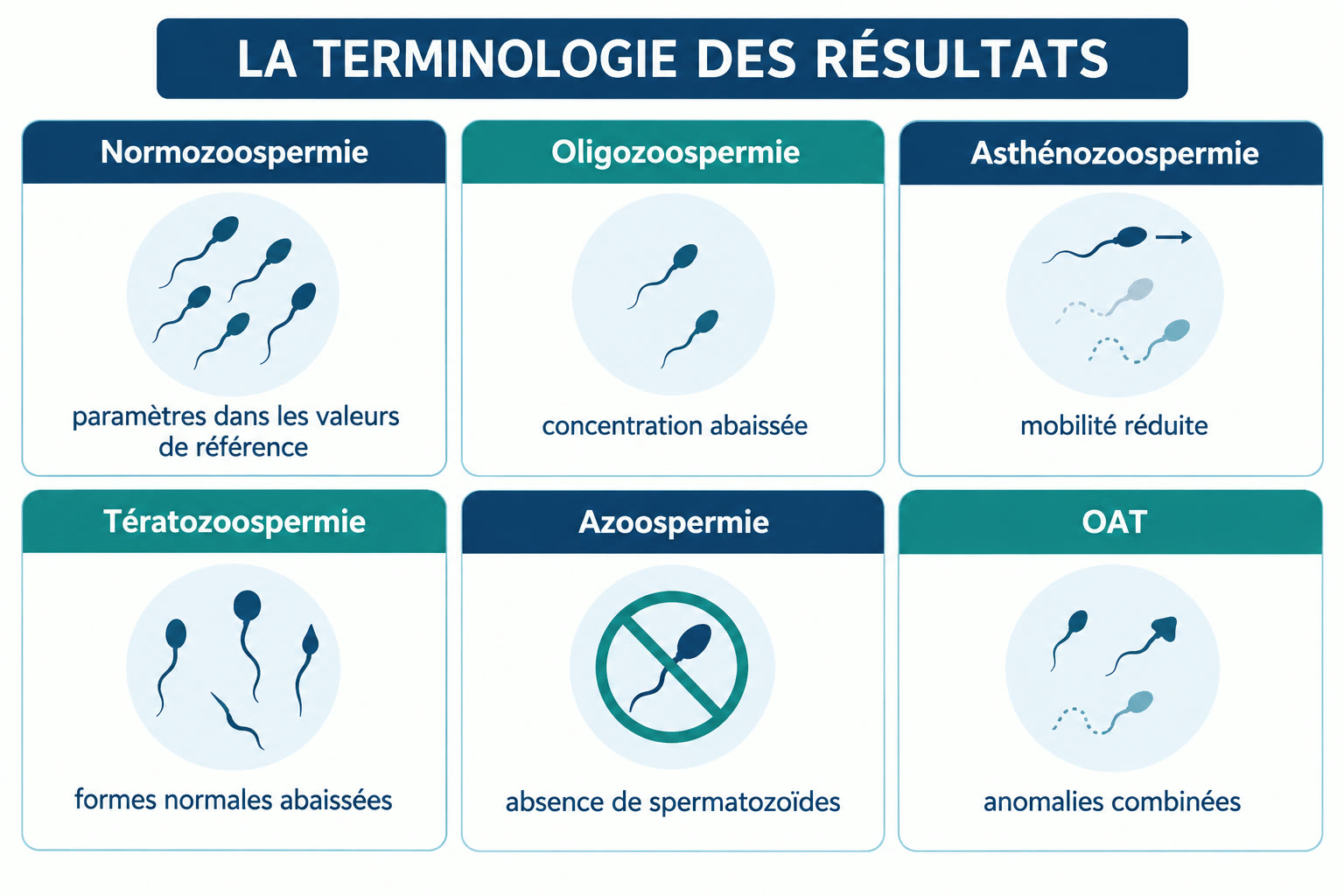 Infographie de la terminologie des résultats du spermogramme : normozoospermie, oligozoospermie, asthénozoospermie, tératozoospermie, azoospermie et OAT (anomalies combinées).