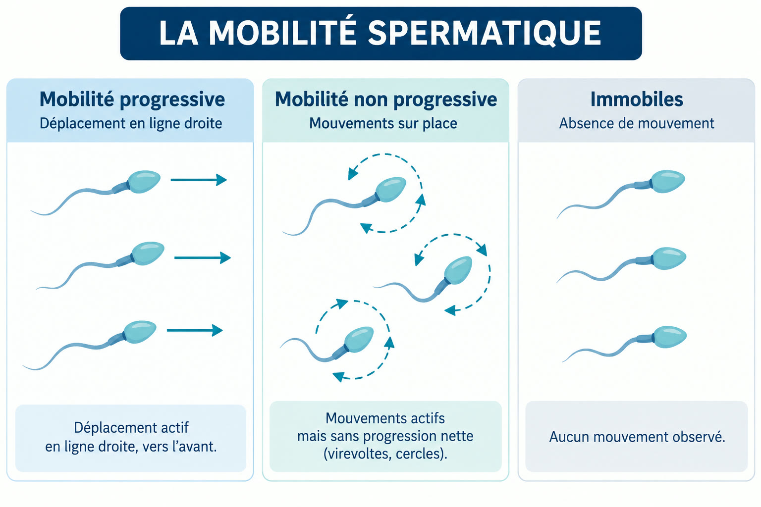 Infographie des trois catégories de mobilité spermatique : mobilité progressive avec déplacement en ligne droite, mobilité non progressive avec mouvements sur place, et spermatozoïdes immobiles.