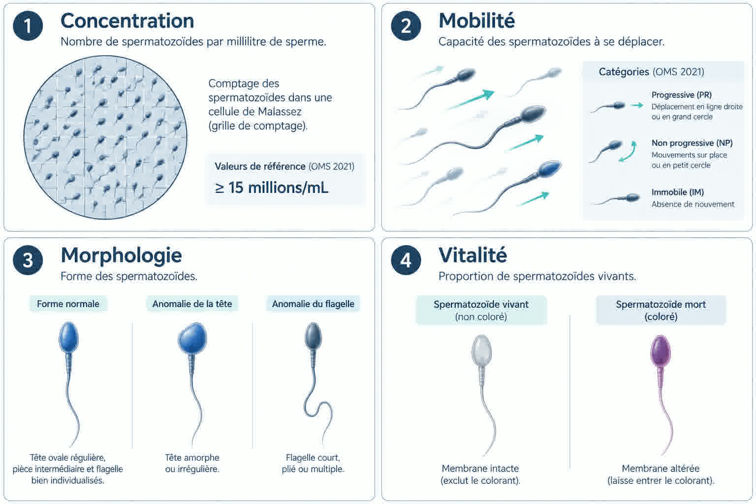 Infographie en quatre panneaux expliquant les paramètres du spermogramme : concentration, mobilité, morphologie et vitalité des spermatozoïdes.